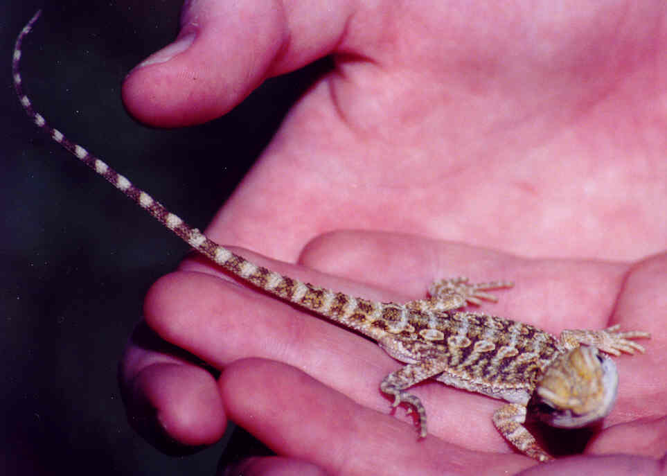 Yellow Juvenile
