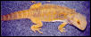 Yellow Lavender Female