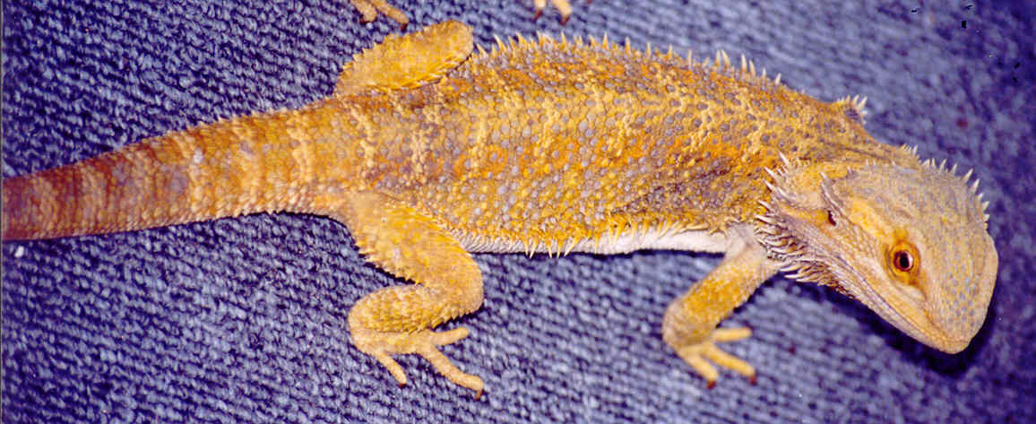 Yellow Lavender Female