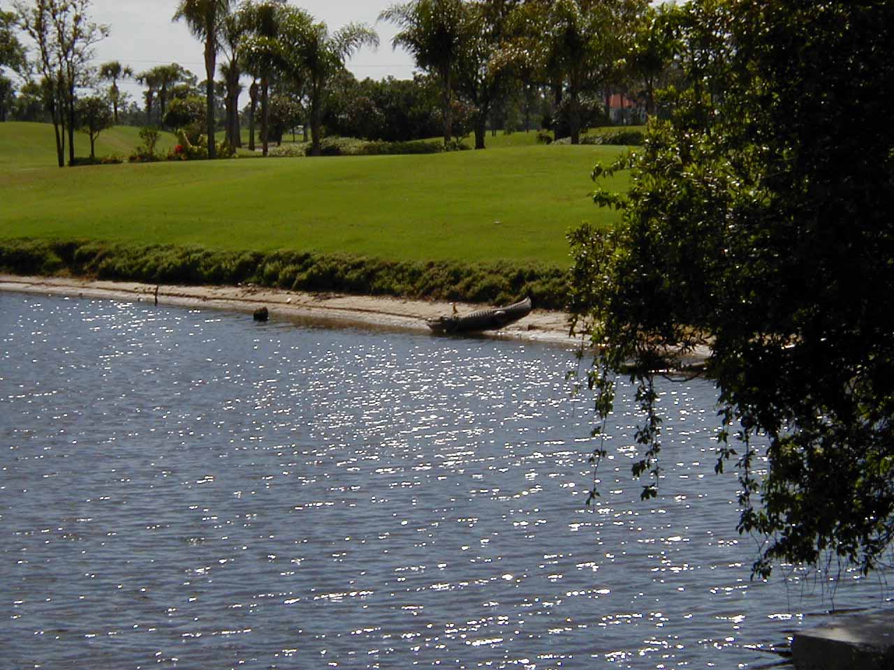 gator