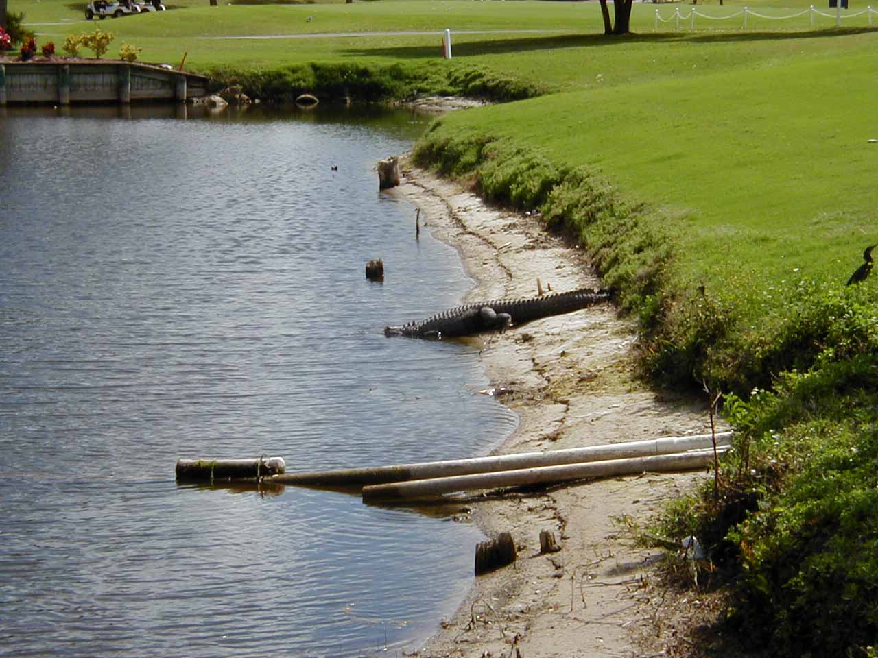big gator