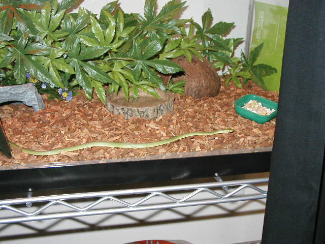 Eve Exploring