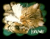 DIS SIMBY FEATHER