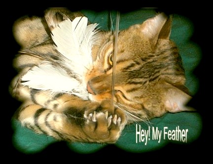 DIS SIMBY FEATHER