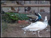 Pied/Purple Peacock and Silver Pied Hen
