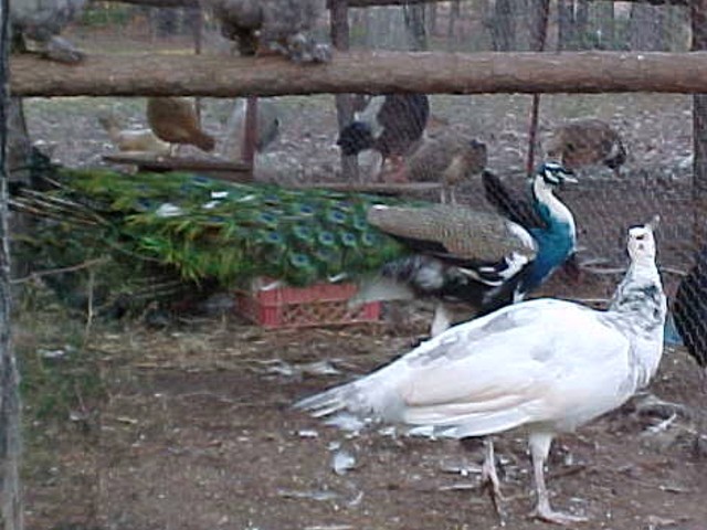 Pied/Purple Peacock and Silver Pied Hen