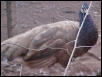 Purple Spalding Hen