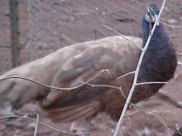 Purple Spalding Hen