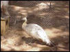 Black Shoulder Spalding hen