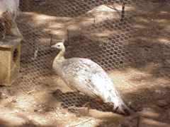 Black Shoulder Spalding hen