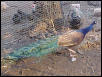 Black Shoulder Purple Peacock