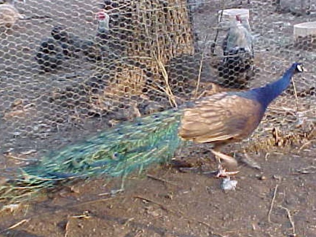Black Shoulder Purple Peacock