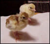 Cameo Pied and White peachicks