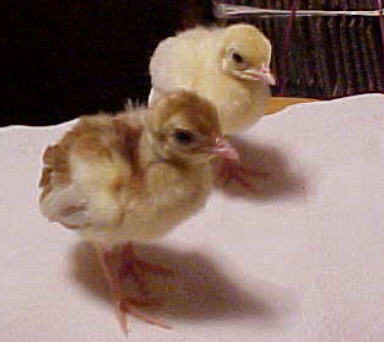 Cameo Pied and White peachicks