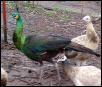 Emerald Spalding Peacock