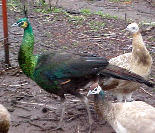 Emerald Spalding Peacock