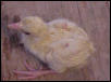 1st Peachick hatched in 2001