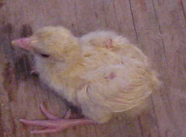 1st Peachick hatched in 2001