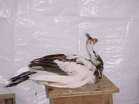 Loud Pied cock 2000 hatch