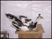 Loud Pied hen 2000 Hatch