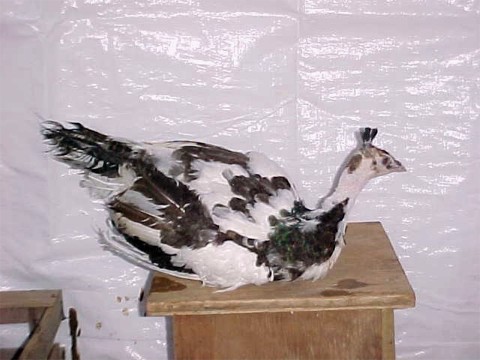 Loud Pied hen 2000 Hatch
