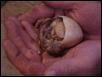 2nd Peachick of 2001 emerging