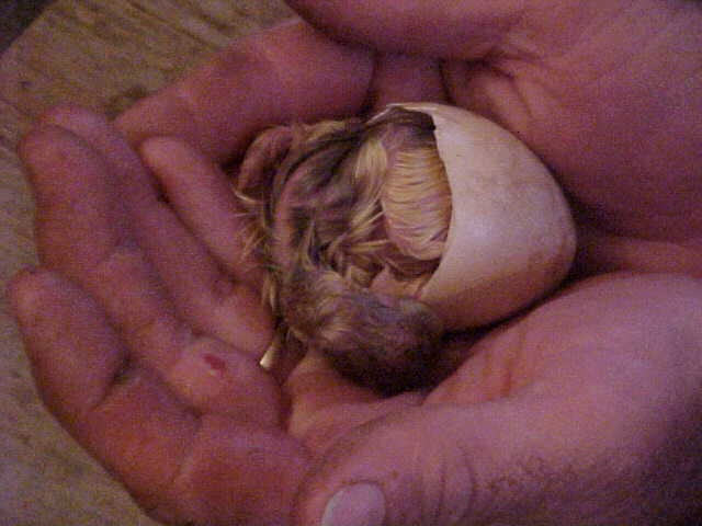 2nd Peachick of 2001 emerging