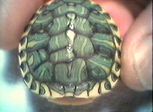 My Turtle