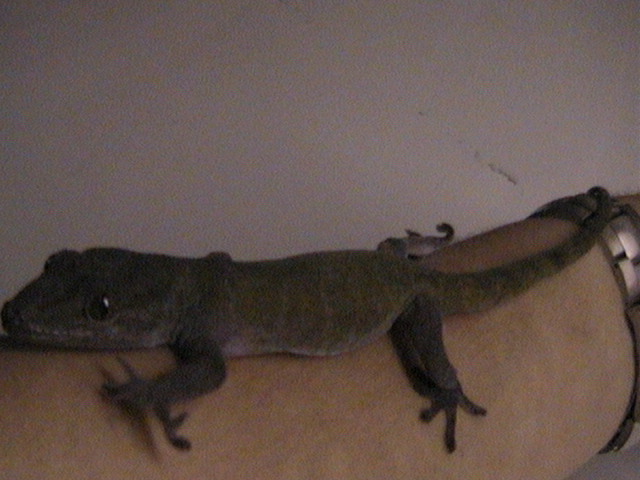 The Swamy