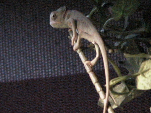 on the prowl