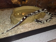 Echo - head and tail