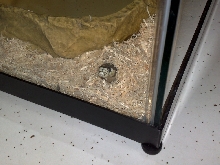 Echo peeking