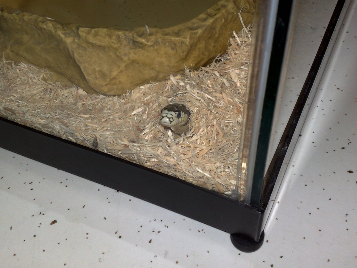 Echo peeking