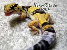 AFT Male with tude