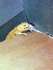 bone crusher