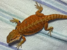 70 grams