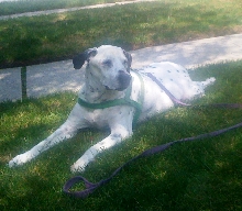 My Heart, My Pongo