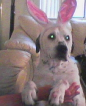 Pongo Bunny