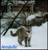 Annabelle