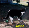 Chaz