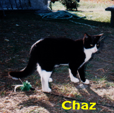 Chaz