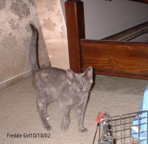 Freddie Girl