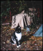 Tillie