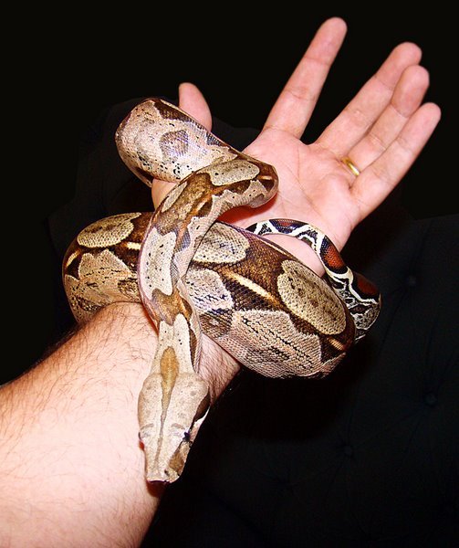 penelope