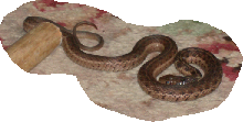 What kind of snake is this?