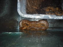 2nd female