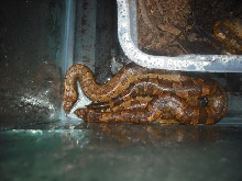 male and female