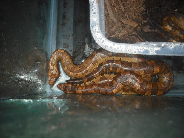 male and female