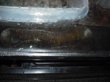 gravid female??