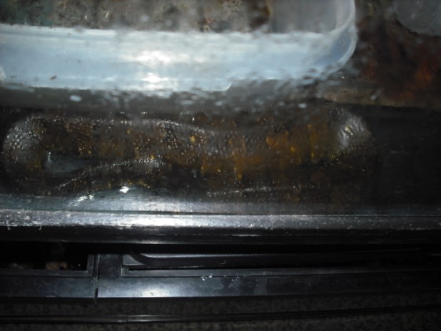 gravid female??